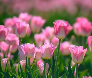 Tulipany, Wiosna, Kwiaty