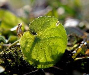 Zielony, Liść, Okrągły