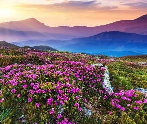 Indie, Promienie słońca, Góry, Kwiaty, Park Narodowy Doliny Kwiatów