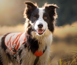 Łąka, Okrycie, Szelki, Trawa, Border collie