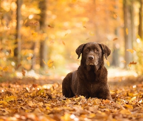 Las, Liście, Labrador retriever