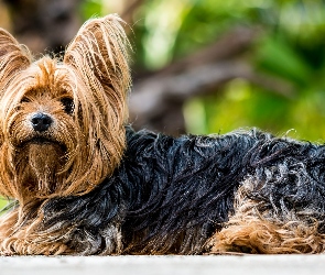 Yorkshire terrier, Pies