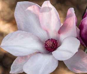 Kwiat, Magnolia, Różowy