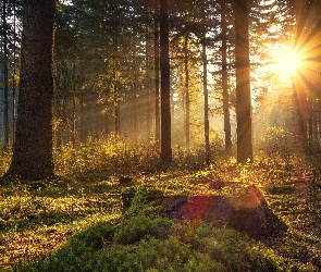 Promienie Słońca, Polana, Las