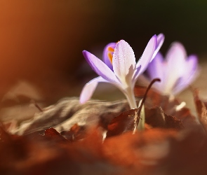 Fioletowy, Liście, Kwiat, Krokus