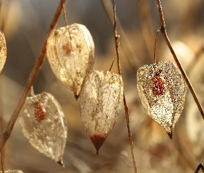 Suche, Rośliny, Miechunka Rozdęta