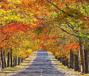 Droga, Drzew, Szpaler, Jesiennych