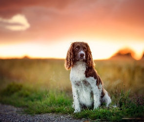 Pole, Trawa, Springer spaniel walijski