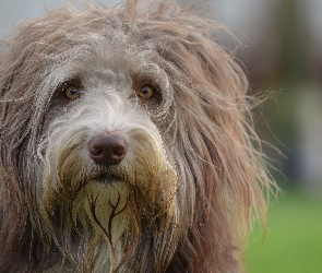 Bearded collie, Mordka, Kosmaty