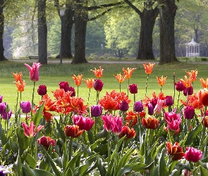Drzewa, Tulipany, Baden-Baden, Niemcy, Wiosna, Park
