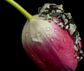 Amazońskie żaby mleczne, Żaby, Tulipan, Krople