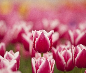 Wiosna, Różowo białe, Kwiaty, Tulipany
