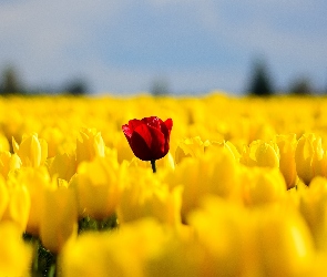 Tulipany, Wiosna, Kwiaty