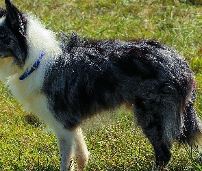 Border collie