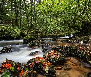 Liście, Drzewa, Rzeka, Kamienie