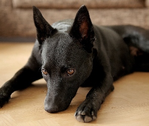 Owczarek australijski Kelpie, Mordka