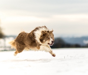 Border collie, Śnieg, Bieg