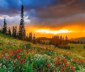 Góry, Łąka, Stan Kolorado, Stany Zjednoczone, Wiosna, Zachód, Kwiaty, Słońca, Lasy