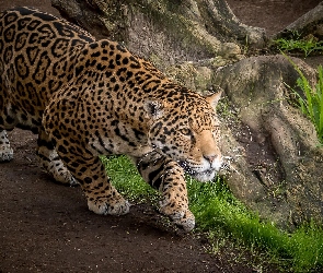 Jaguar, Ścieżka