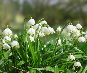 Śnieżyce