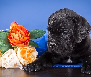 Szczeniak, Kwiaty, Cane Corso