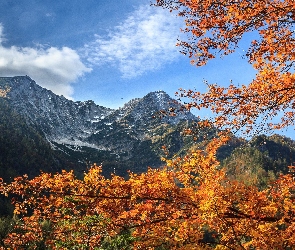 Drzewa, Góry, Jesień