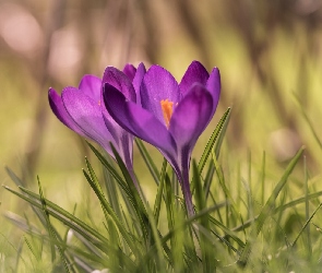 Dwa, Krokusy, Fioletowe