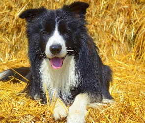 Border collie, Słoma, Leżący