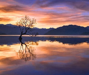 Jezioro Wanaka, Odbicie, GóryZachód słońca, Drzewo, Nowa Zelandia