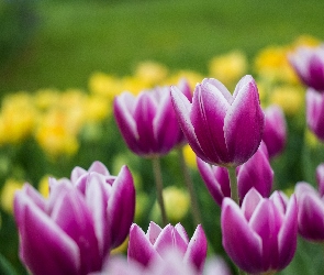 Kwiaty, Tulipany, Rozwinięte