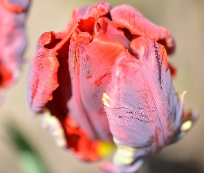 Tulipan