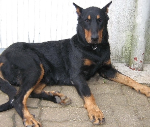 Beauceron, łapy