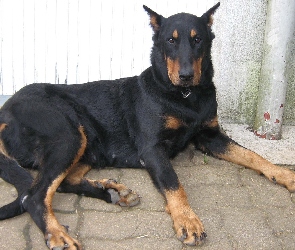 łapy, Beauceron