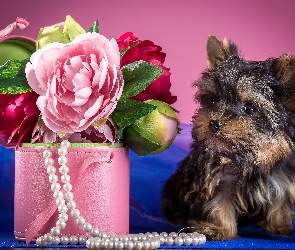 Yorkshire Terrier, Perły, Pudełko, Piwonie