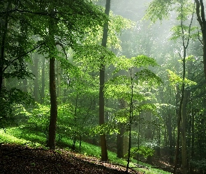 Las, Drzewa, Przebijające światło, Poranek