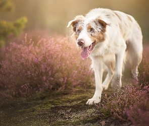 Polana, Wrzos, Border collie