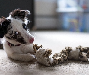 Border Collie, Zabawka, Szczeniak