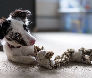 Szczeniak, Zabawka, Border Collie