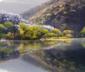 Drzewa, Las, Wiosna, Jezioro