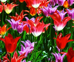 Rozwinięte, Tulipany, Kwiaty
