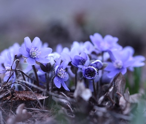 Przylaszczki, Kwiaty, Niebieskie