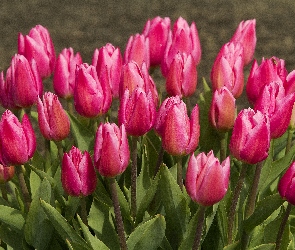 Tulipany, Różowe