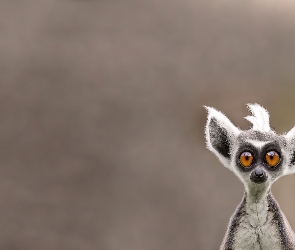 Śmieszny, Lemur