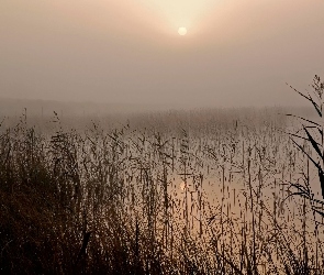 Trawa, Trzciny, Jezioro, Mgła