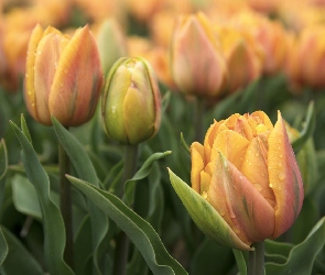 Tulipany pełne, Kwiaty