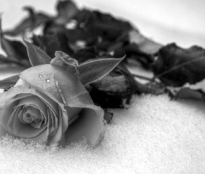 Czarno-Białe, Śnieg, Róża