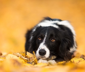 Border collie, Liście, Leżący