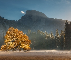 Kalifornia, Stany Zjednoczone, Las, Drzewo, Góry, Promienie słońca, Park Narodowy Yosemite