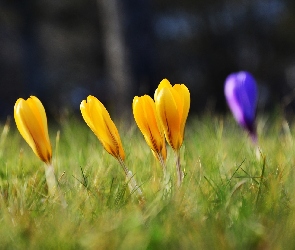 Trawa, Krokusy, Wiosna, Kwiaty