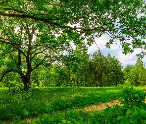 Ścieżka, Lato, Drzewa, Trawa